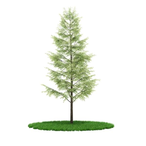 Pine tree - دانلود مدل سه بعدی درخت کاج - آبجکت سه بعدی درخت کاج - دانلود آبجکت سه بعدی درخت کاج -دانلود مدل سه بعدی fbx - دانلود مدل سه بعدی obj -Pine tree 3d model free download  - Pine tree 3d Object - Pine tree OBJ 3d models - Pine tree FBX 3d Models - 